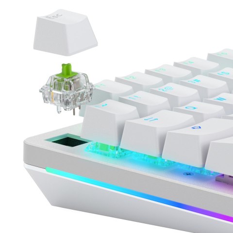 Przełącznik mechaniczny Glorious Raptor Standard Switch, mechanisch, 5-Pin, clicky, MX-Stem, 55g - lubed, 36 Stück